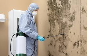 Why You Should Choose Our Mold Remediation Services in Willacoochee, GA